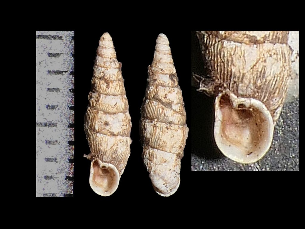 Clausiliidae dai Simbruini 10